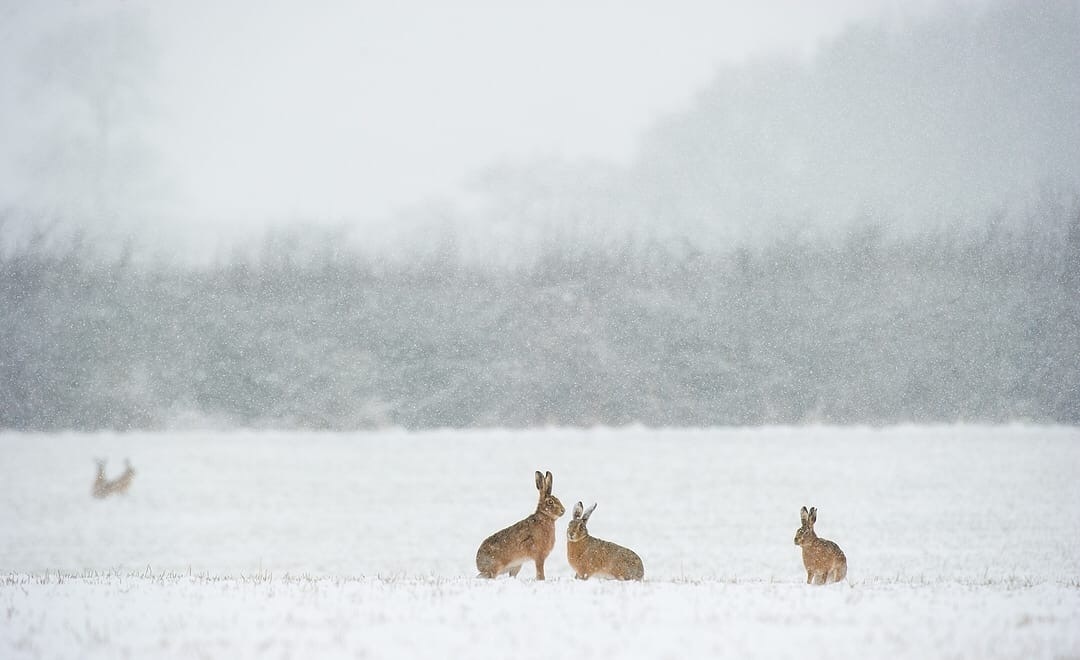 Snow bunnies. All with the first day of winter - Hare, Snow, Winter, The photo, Animals, Milota, Forest, Longpost, Hare