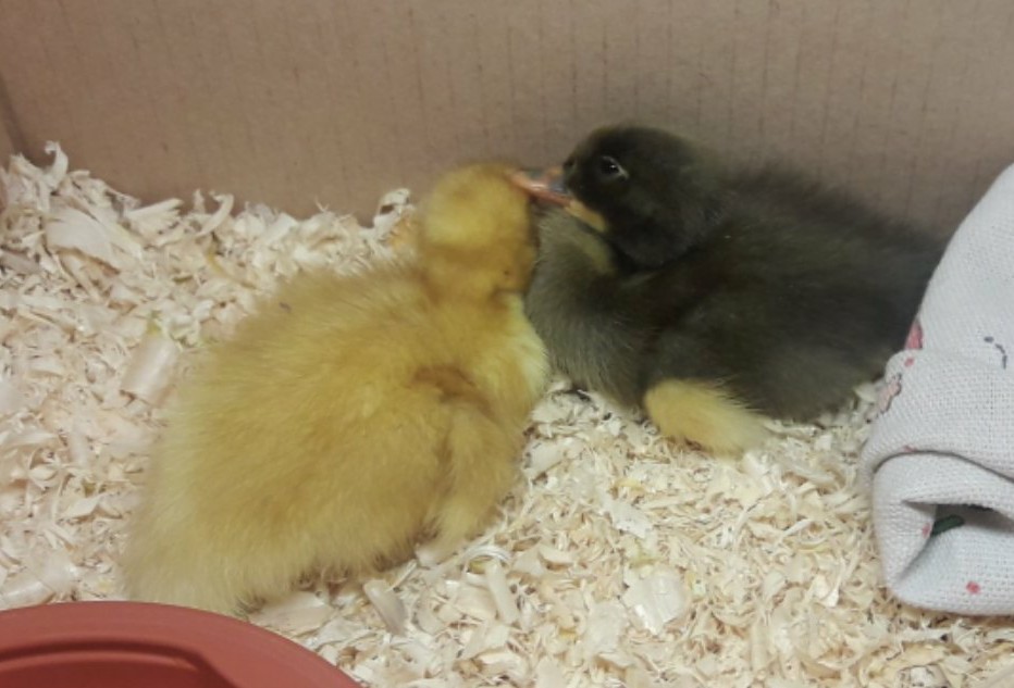 How my ducklings grew up 1h - My, Ducklings, Duck, Pets, Animals, Birds, Milota, Longpost