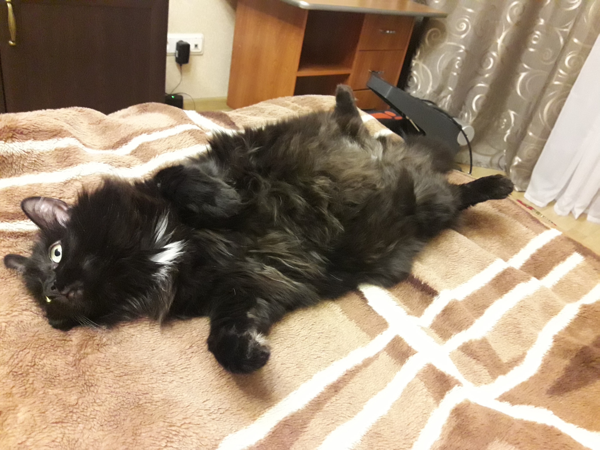 Cat bellies - My, cat, Fullness, Fluffy, Longpost