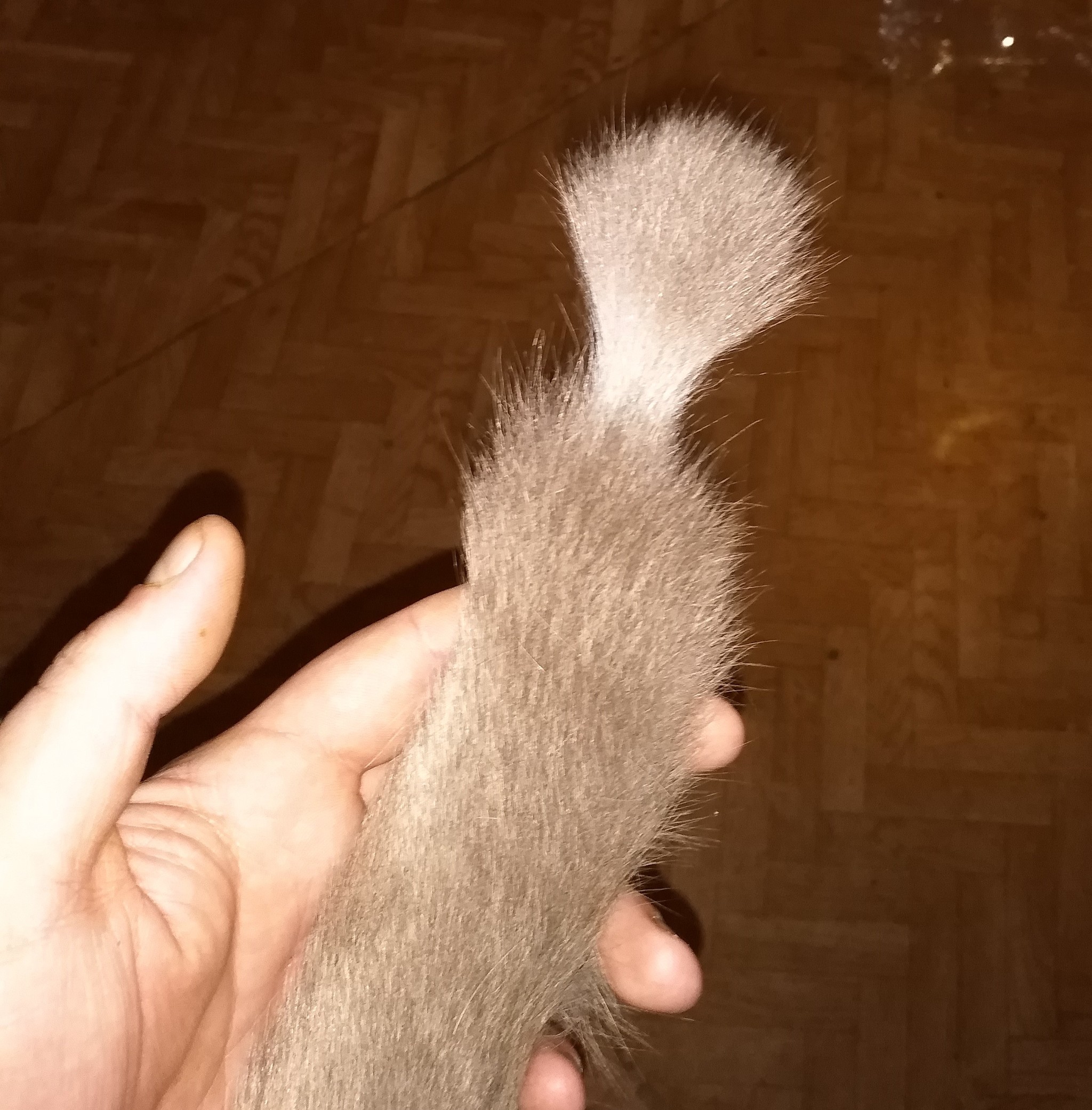 Cat. Tail. Have you encountered? - My, No rating, cat, Scottish lop-eared, Question