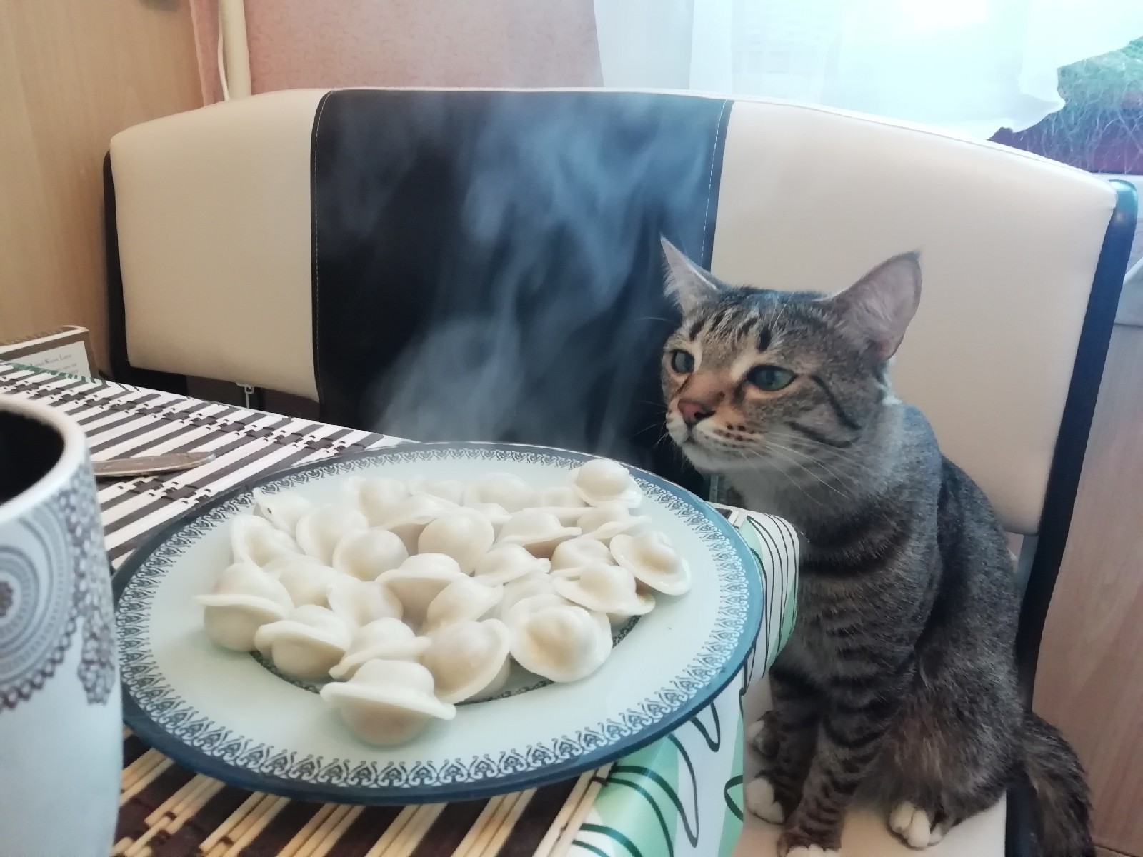 How to negotiate with a cat - My, Catomafia, cat, Dumplings