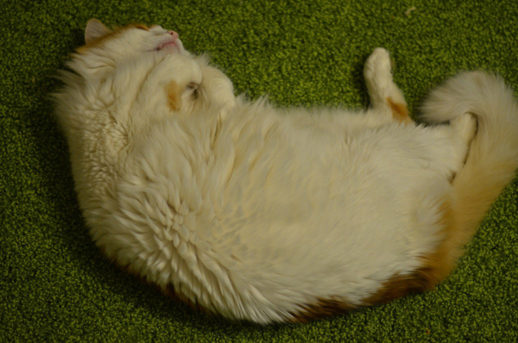 fluffy cloud - My, cat, Catomafia, Fullness