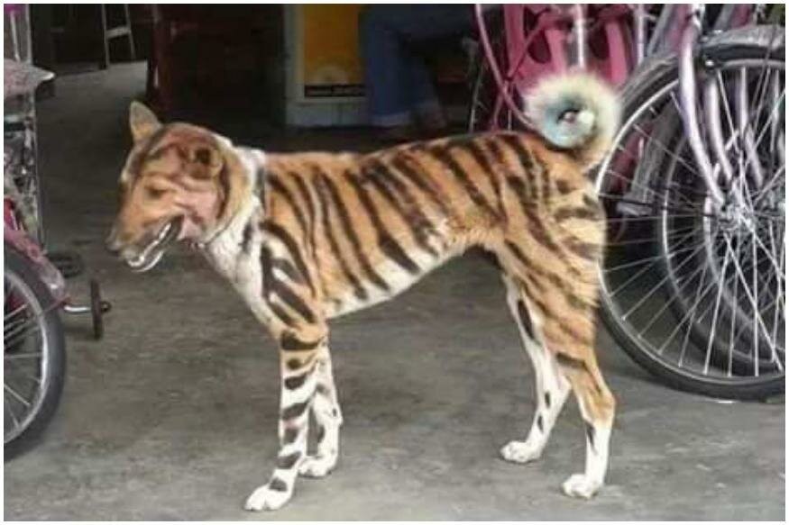 A farmer from India dyed his dog a tiger to scare away the arrogant monkeys - India, Monkey, Scarecrow, Dog, Tiger, Longpost