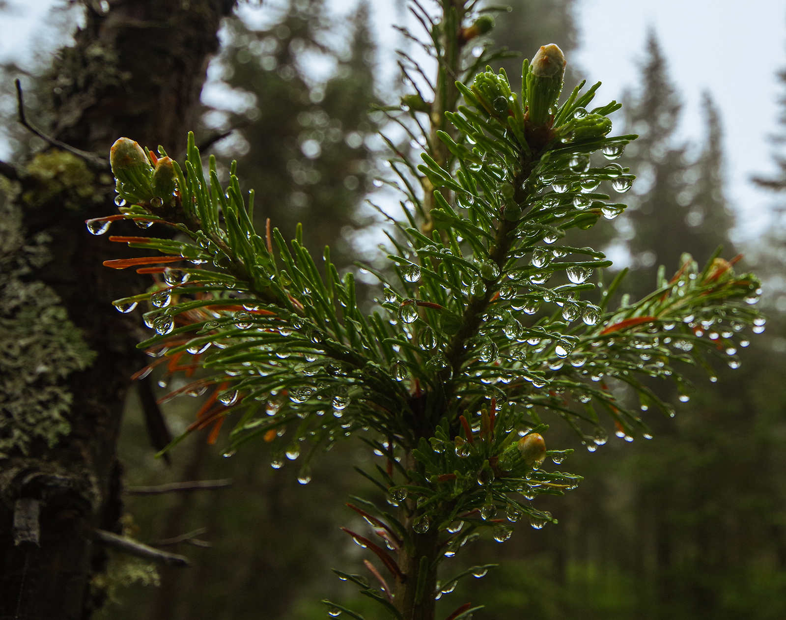 Why did we go to the Taiga Eye? - My, Ergaki, Travels, Mountain tourism, Michael, Health, The photo, Landscape, wildlife, Longpost