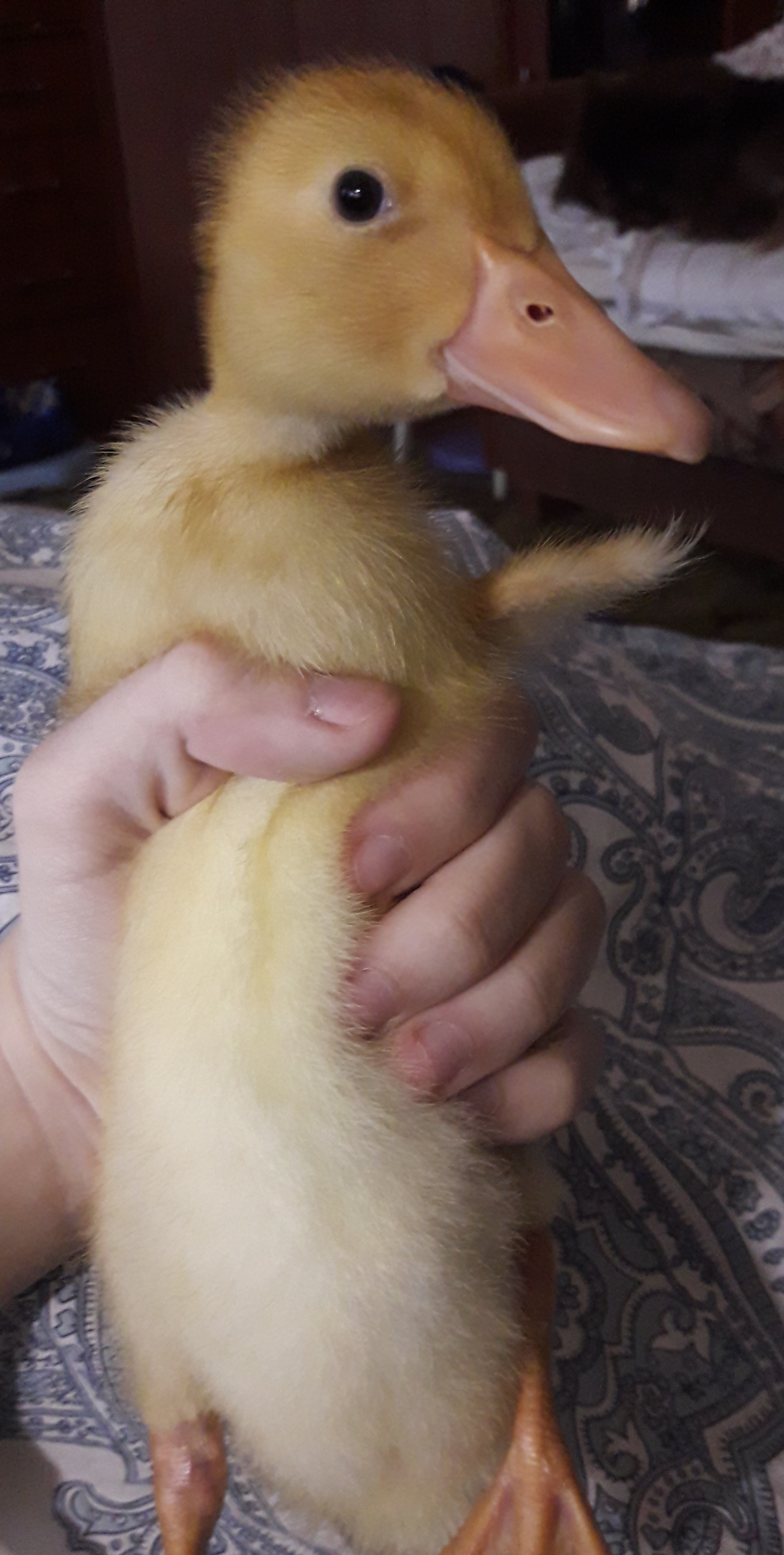 How my ducklings grew up 2h - My, Duck, Pets, Waterfowl, Milota, Pet, Longpost