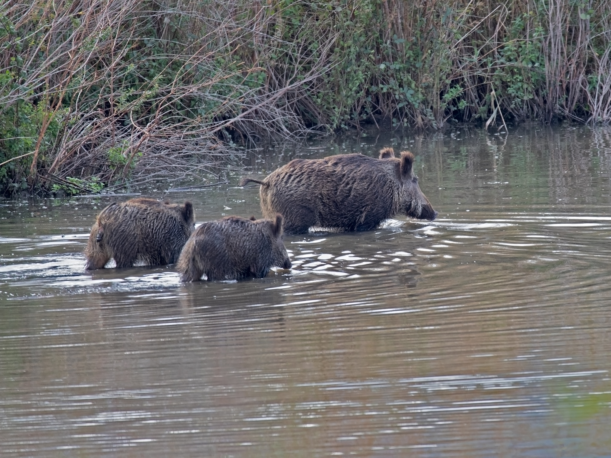 Wild boars wade across the lake - My, The photo, Boar, Nature, Pig