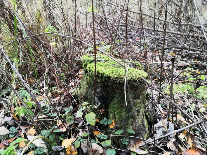 Meeting with a hedgehog - My, Forest Stories, Nature, Hedgehog, Autumn