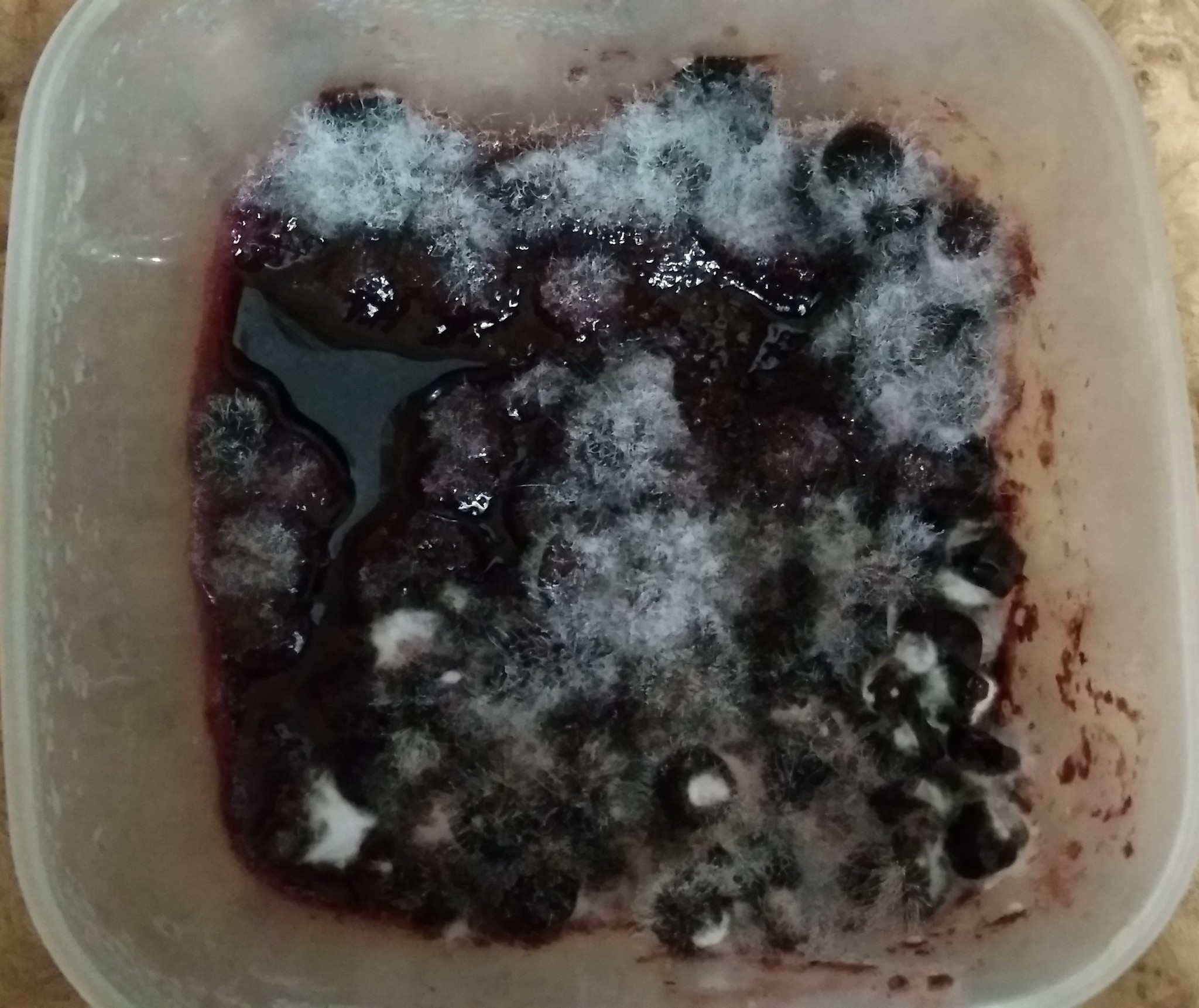 Recipe: cover the currants with sugar and leave them in the refrigerator for a week - My, Mold, Recipe