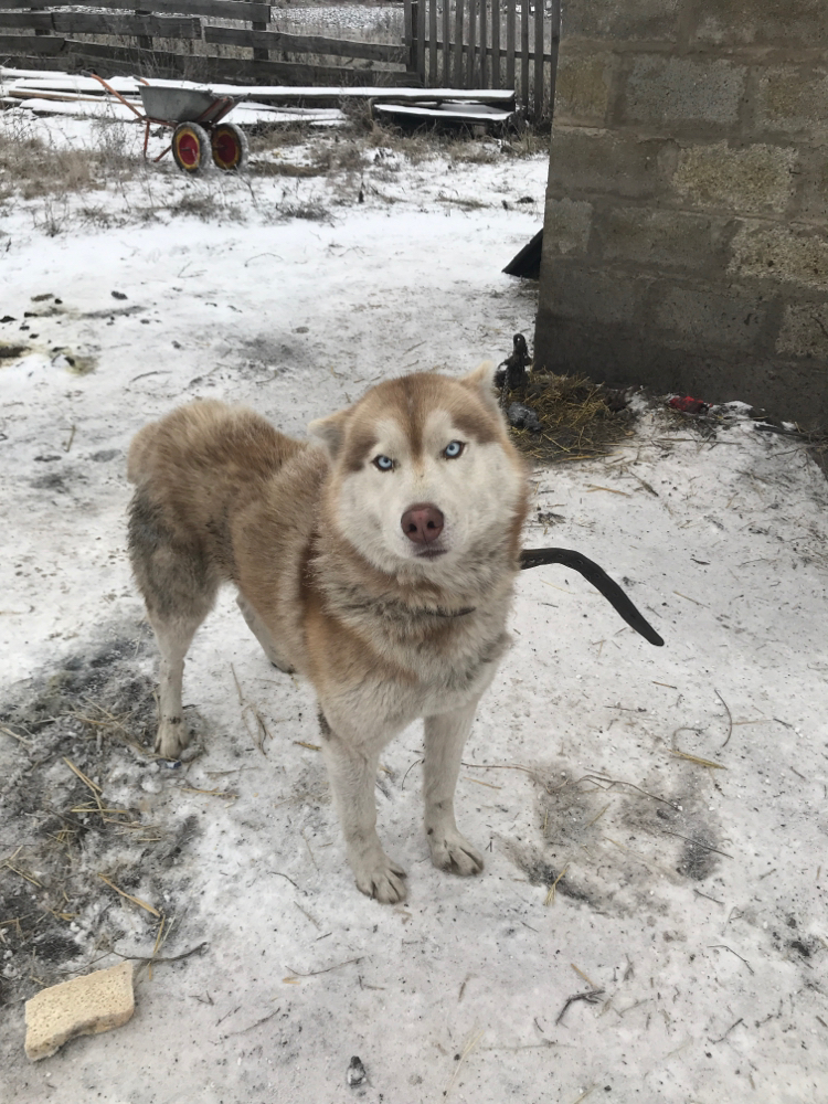 Handsome, but no watchman! - Dog, Watchman, Longpost