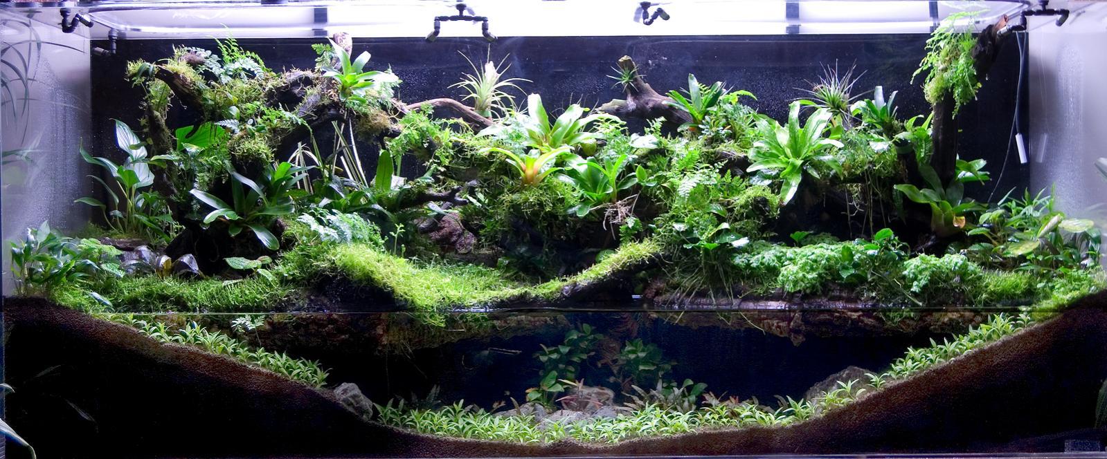 Paludarium - what is it? - My, Paludarium, Natural Aquarium, Nature, Longpost