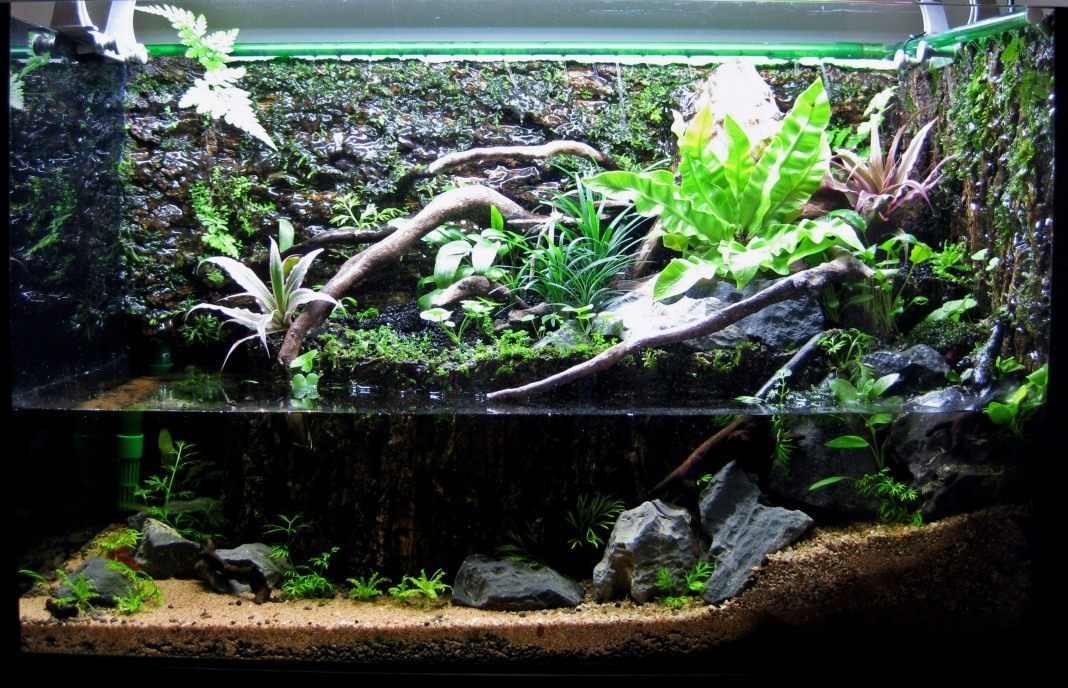 Paludarium - what is it? - My, Paludarium, Natural Aquarium, Nature, Longpost