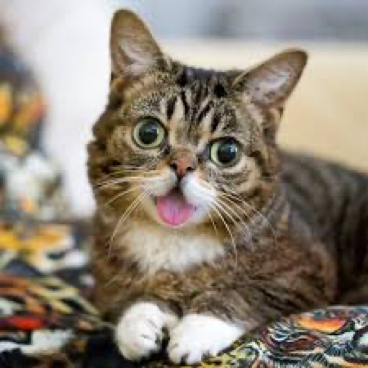 Press F for lil Bub - Press F to pay respects, cat, Death, Sadness, Lil Bub