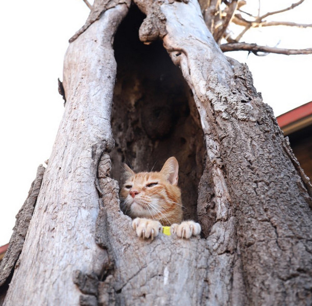 У каждого своё дупло... - Кот, Котомафия