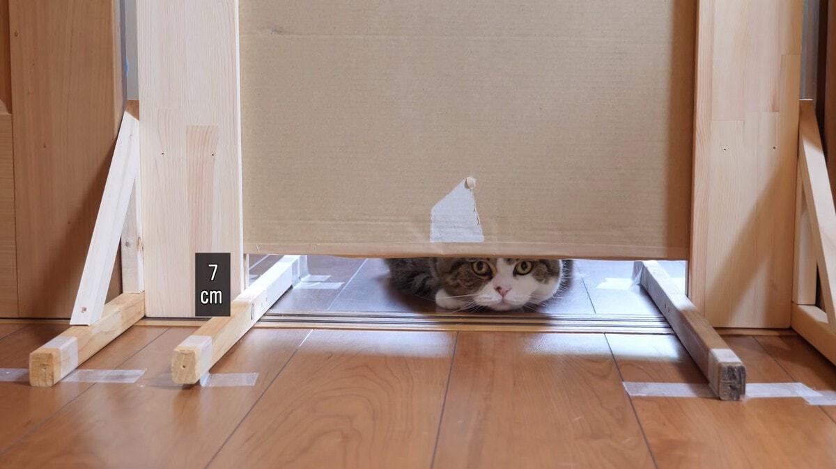 The experiment we deserve! - cat, Experiment, Maru, Slit, Japanese, The photo, Video, Longpost