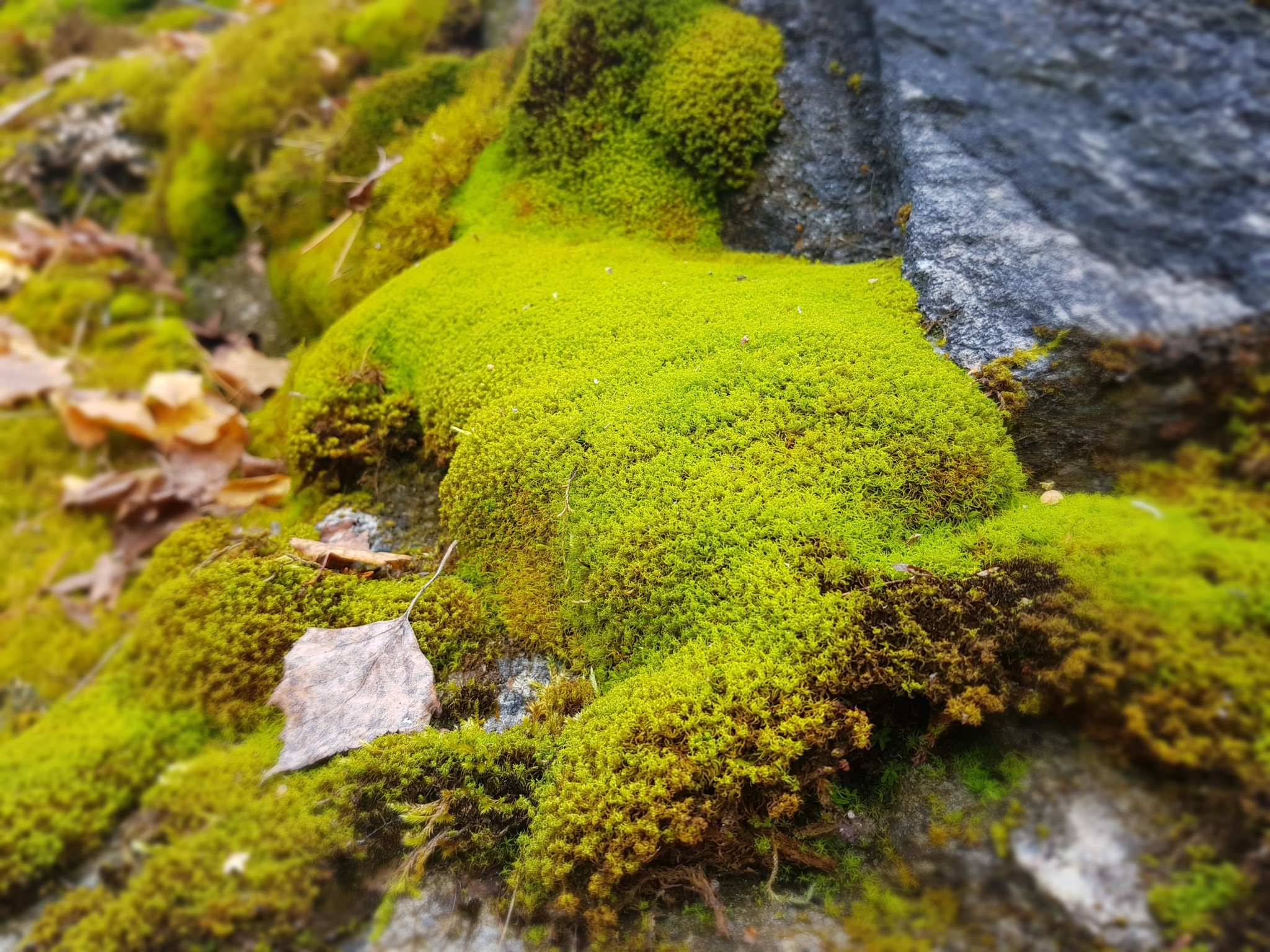 Nature lover - My, Nature, The photo, Talk Stone, Beautiful view, Longpost