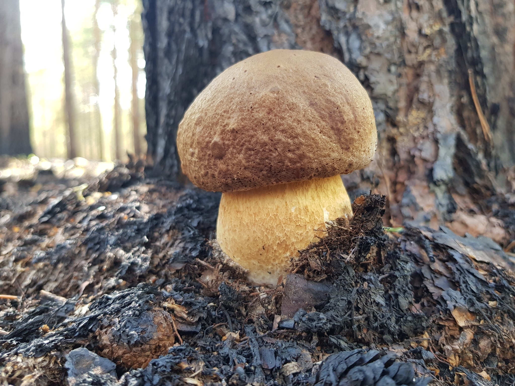 Summer Harvest - My, Mushrooms, Berries, Forest, Perm Territory, Longpost