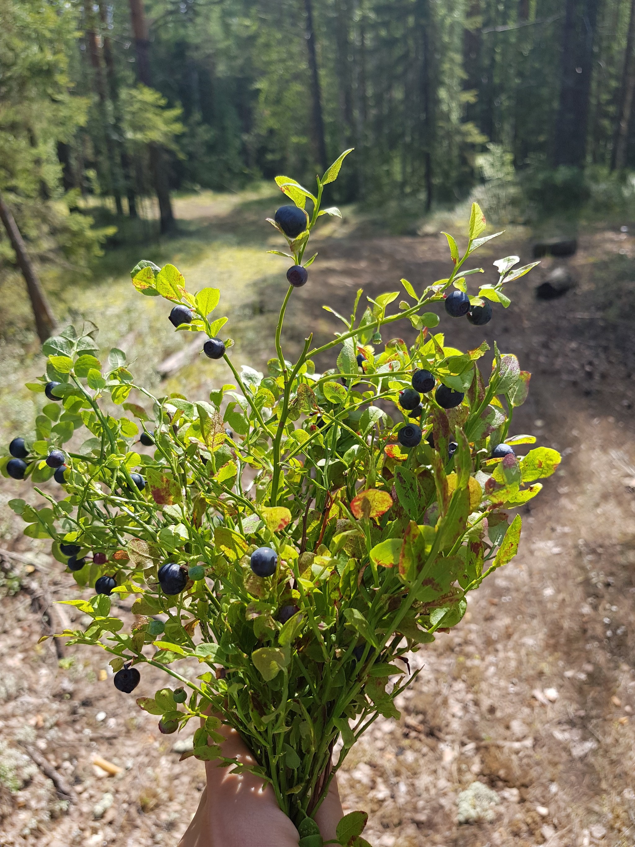 Summer Harvest - My, Mushrooms, Berries, Forest, Perm Territory, Longpost