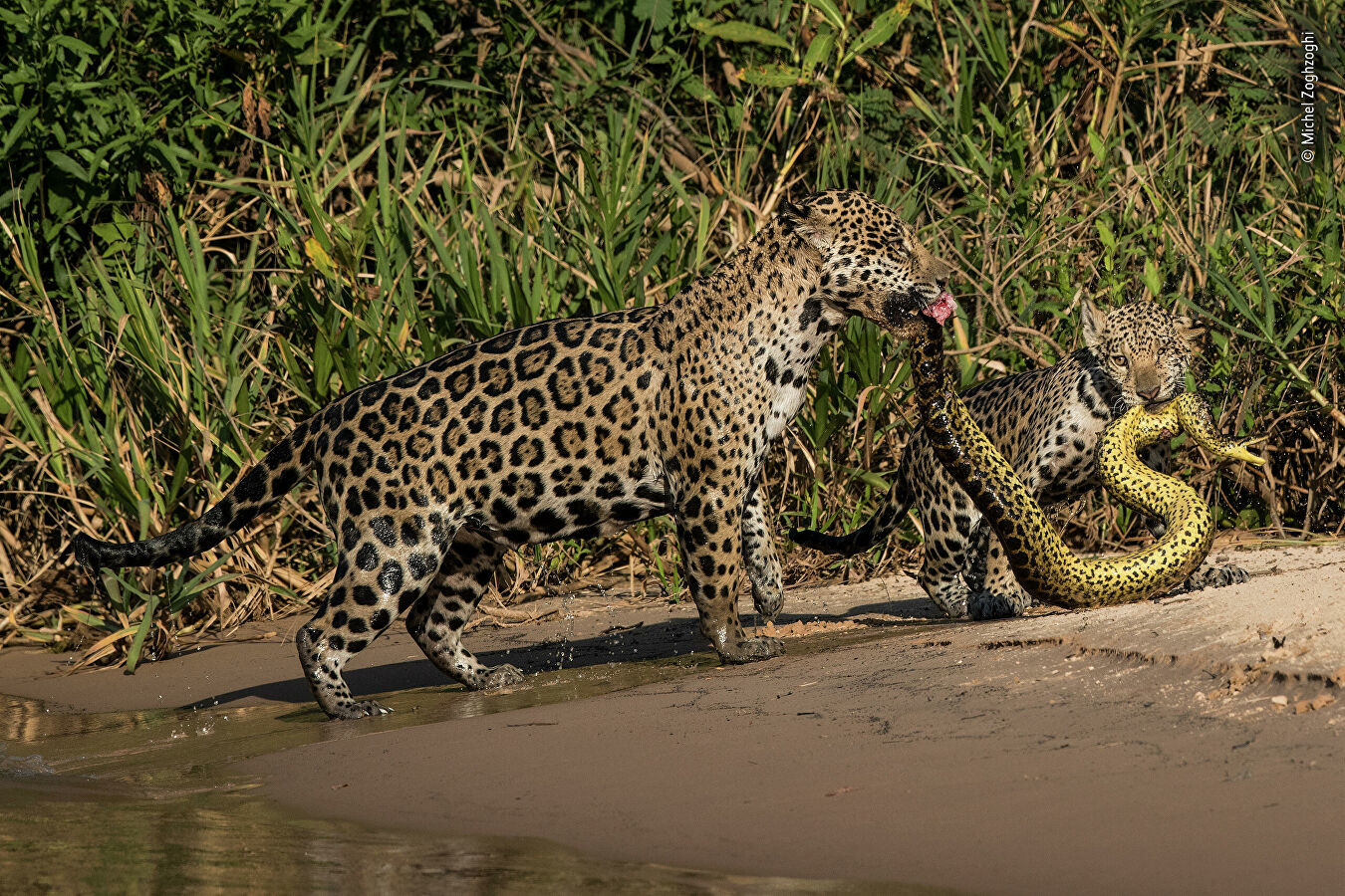 Wildlife Photographer of the Year Competition - Nature, The photo, Longpost