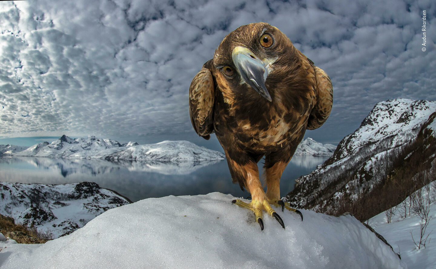 Wildlife Photographer of the Year Competition - Nature, The photo, Longpost