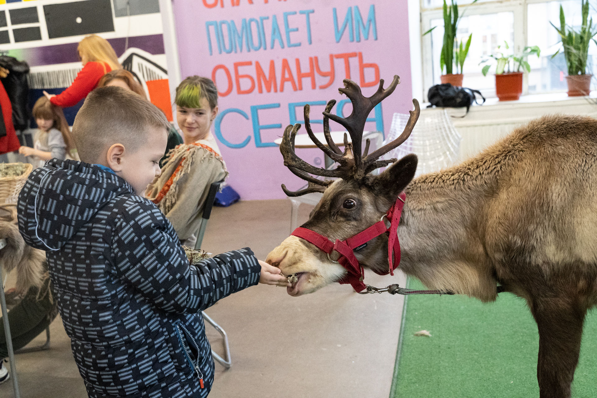 Reindeer - My, Deer, Reindeer, Loft Project Floors, Saint Petersburg, Animals, Video, Longpost