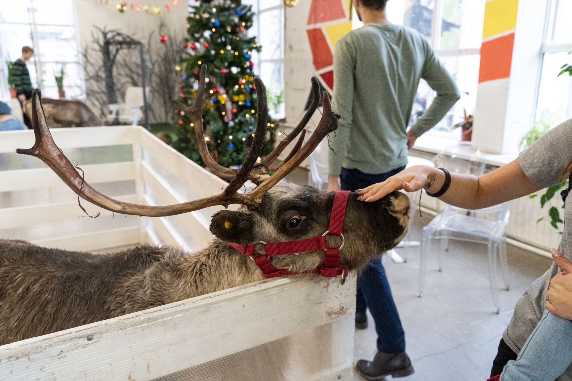 Reindeer - My, Deer, Reindeer, Loft Project Floors, Saint Petersburg, Animals, Video, Longpost