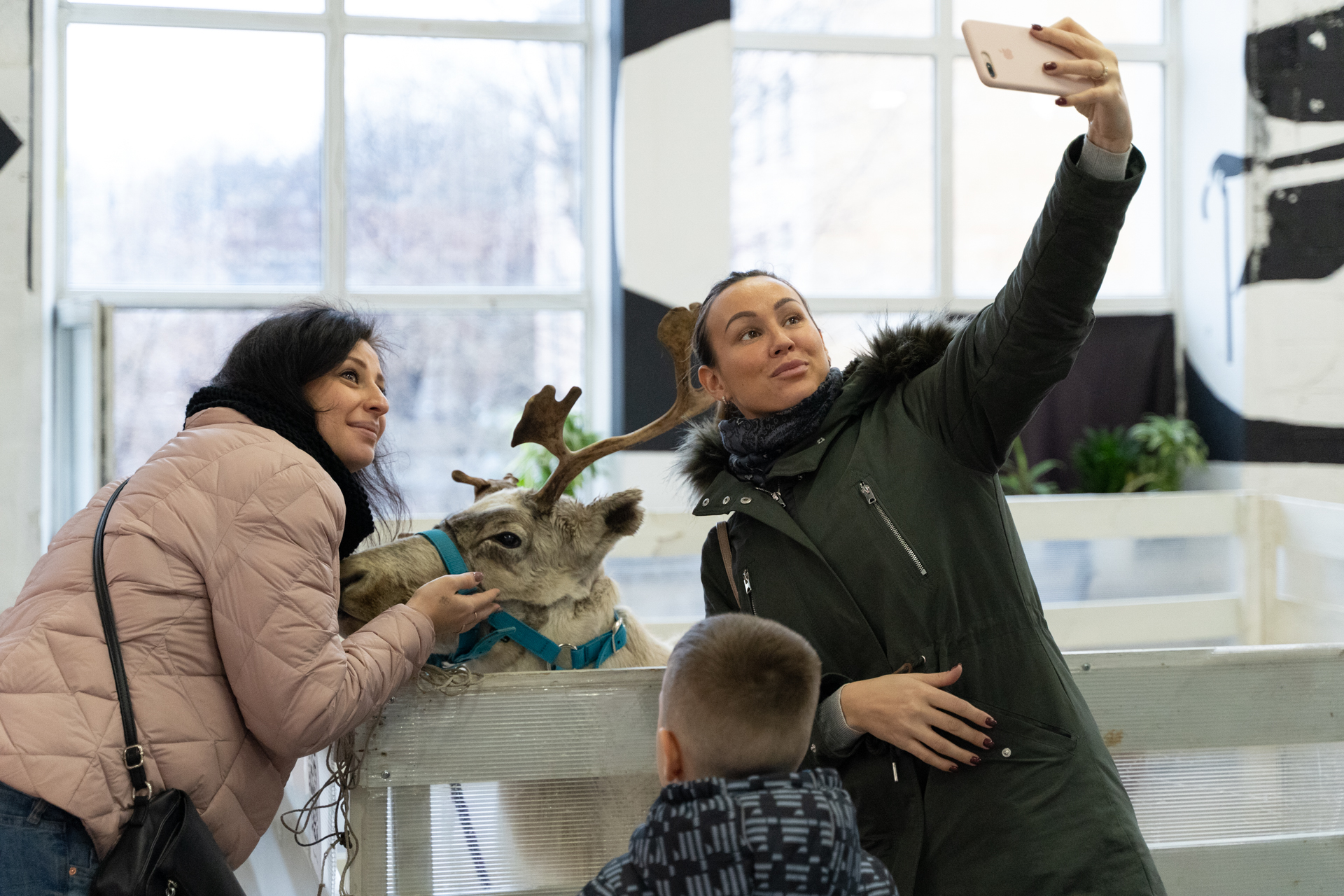 Reindeer - My, Deer, Reindeer, Loft Project Floors, Saint Petersburg, Animals, Video, Longpost