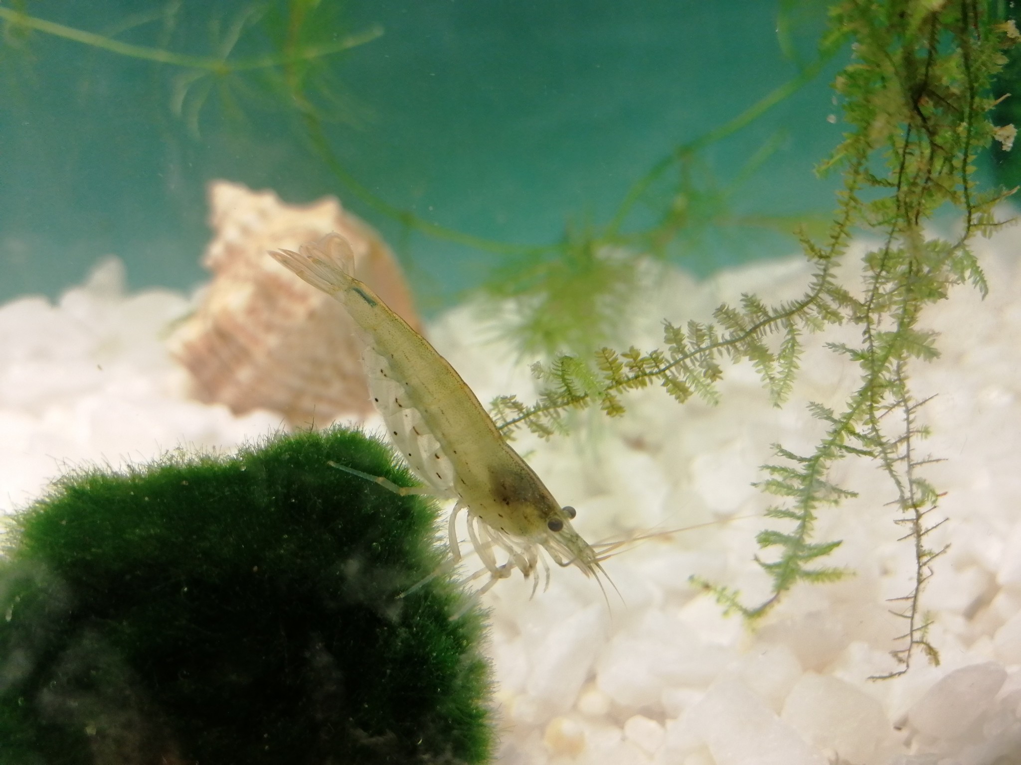 Ya krevedko - My, Aquarium, Shrimps, Aquarium shrimp