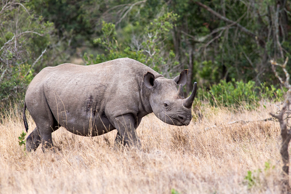 Носорог это какое животное. Самка белого носорога. Карликовый носорог. Кения носорог. Носорог самец.