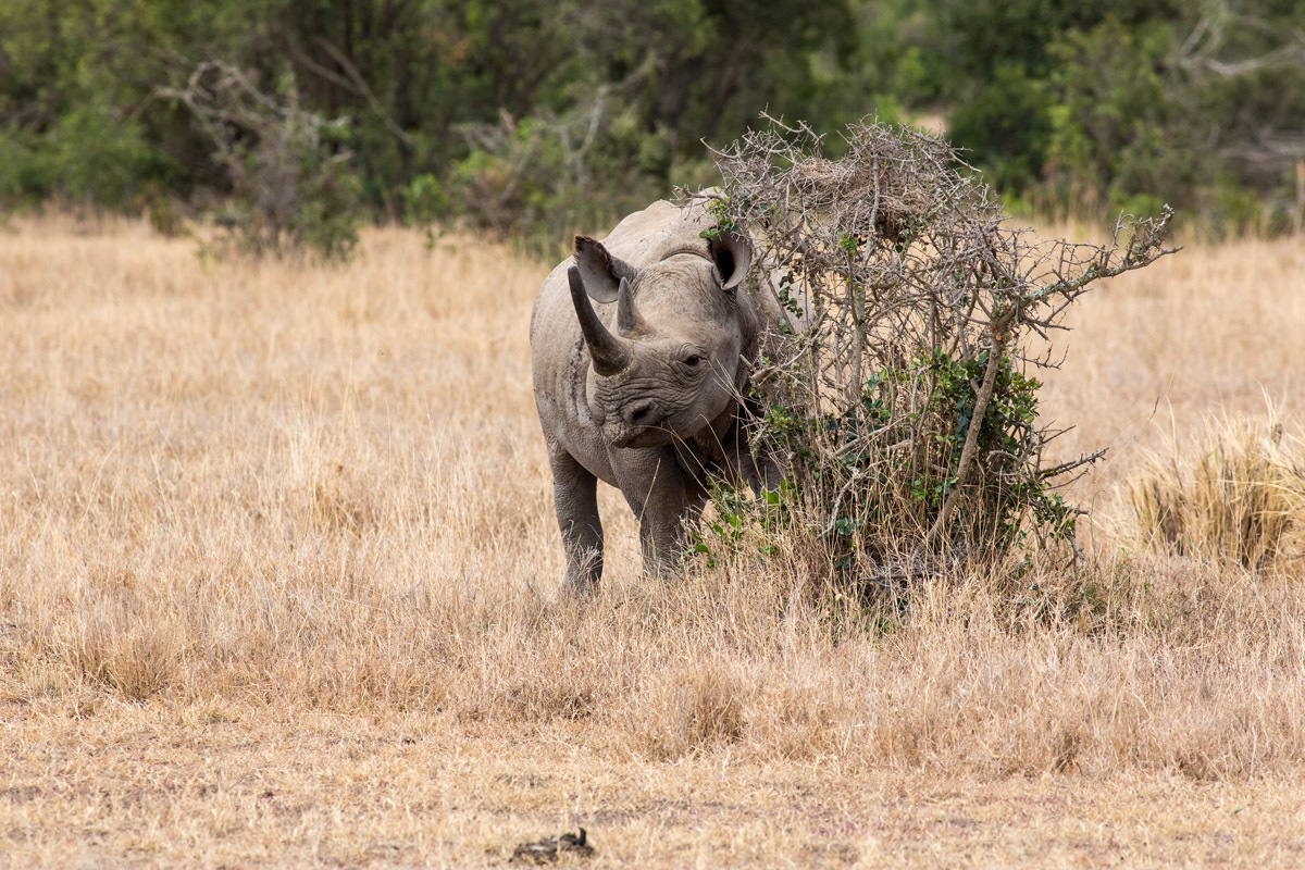 The two remaining females on Earth and not a single male... - My, Kenya, Rhinoceros, Wild animals, Red Book, Nature, wildlife, Longpost