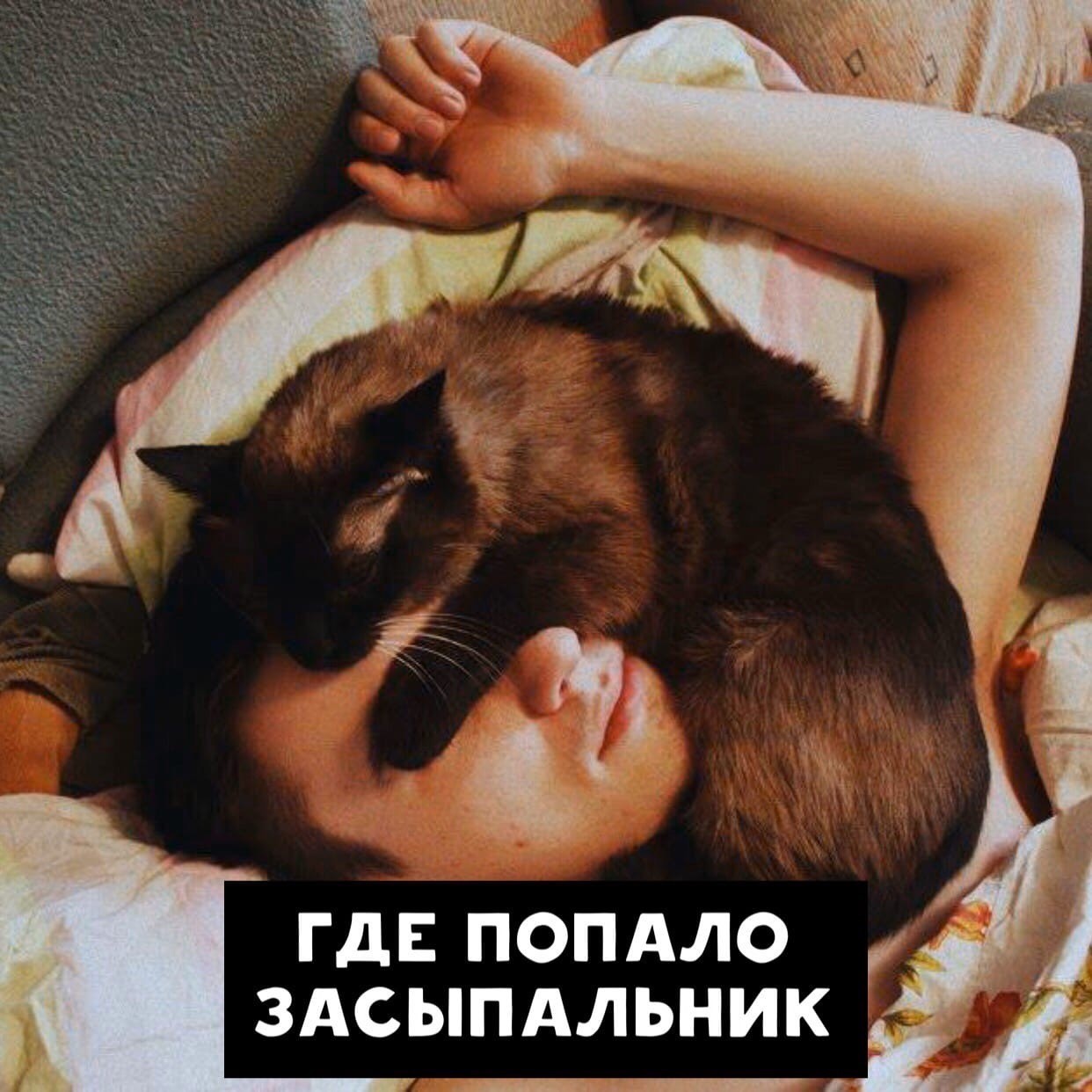 8 Unique Features of Cats - Alarm, Catomafia, cat, Picture with text, Longpost