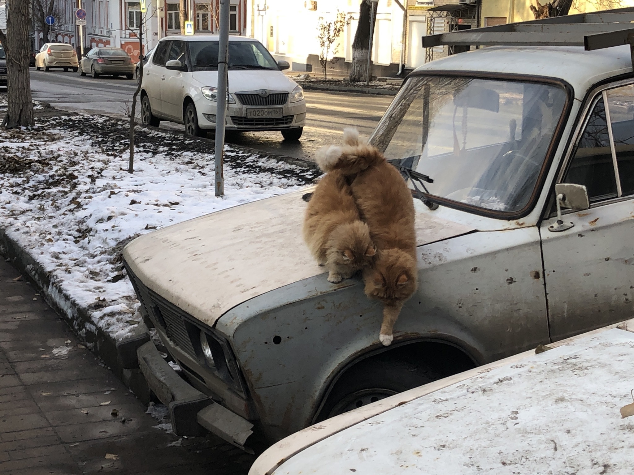 Рыжики | Пикабу