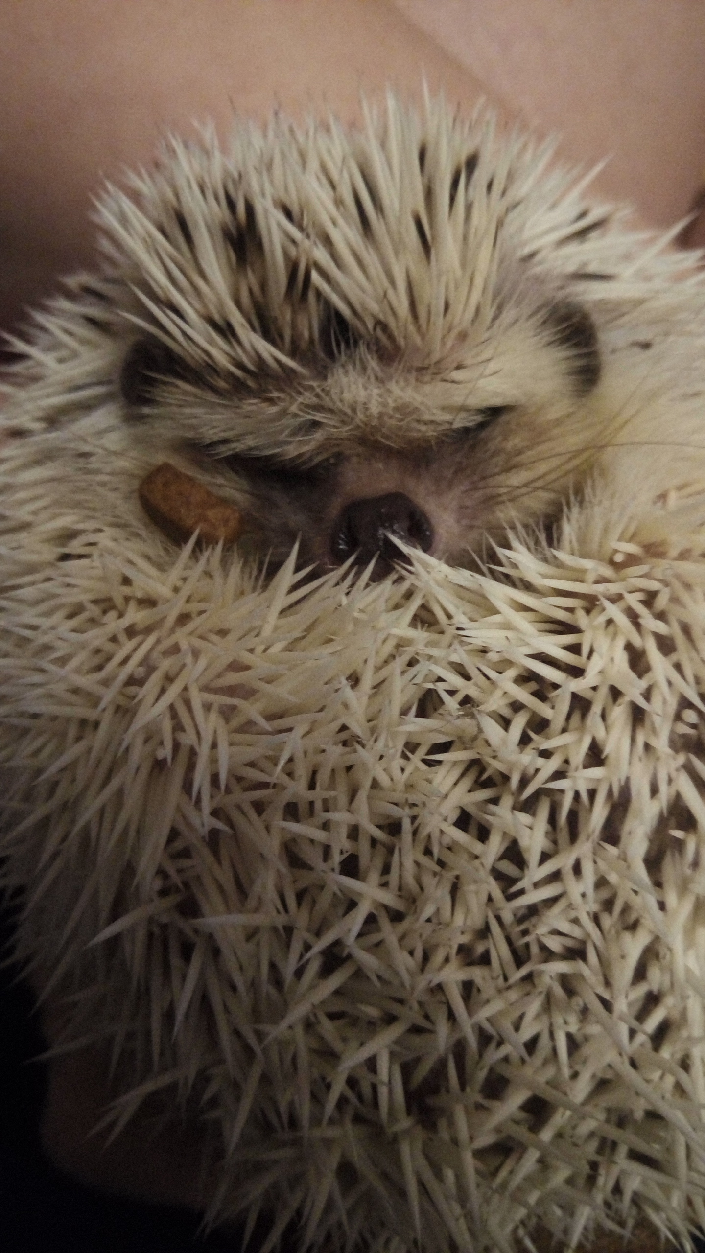 Hedgehog. Go to the vet? - My, Hedgehog, African pygmy hedgehog, No rating, Vet