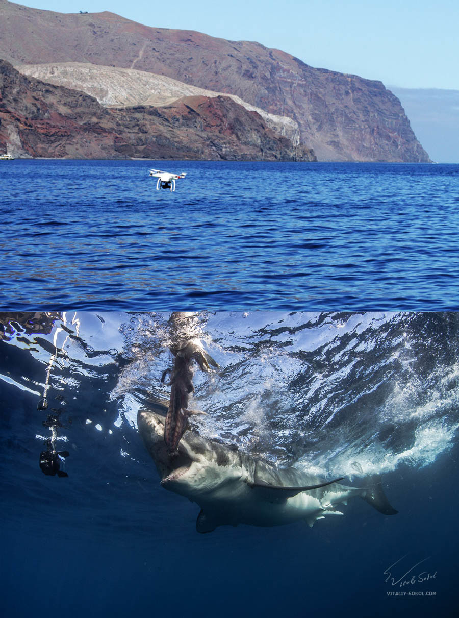 Diving with a Great White Shark without a cage - My, Diving, Extreme, Travels, Under the water, Mexico, Video, Longpost, Great white shark, Shark