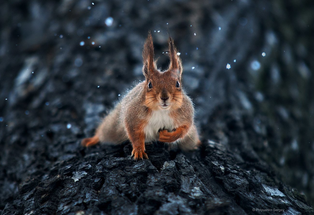 Squirrel - Squirrel, Nature, Longpost, Animals