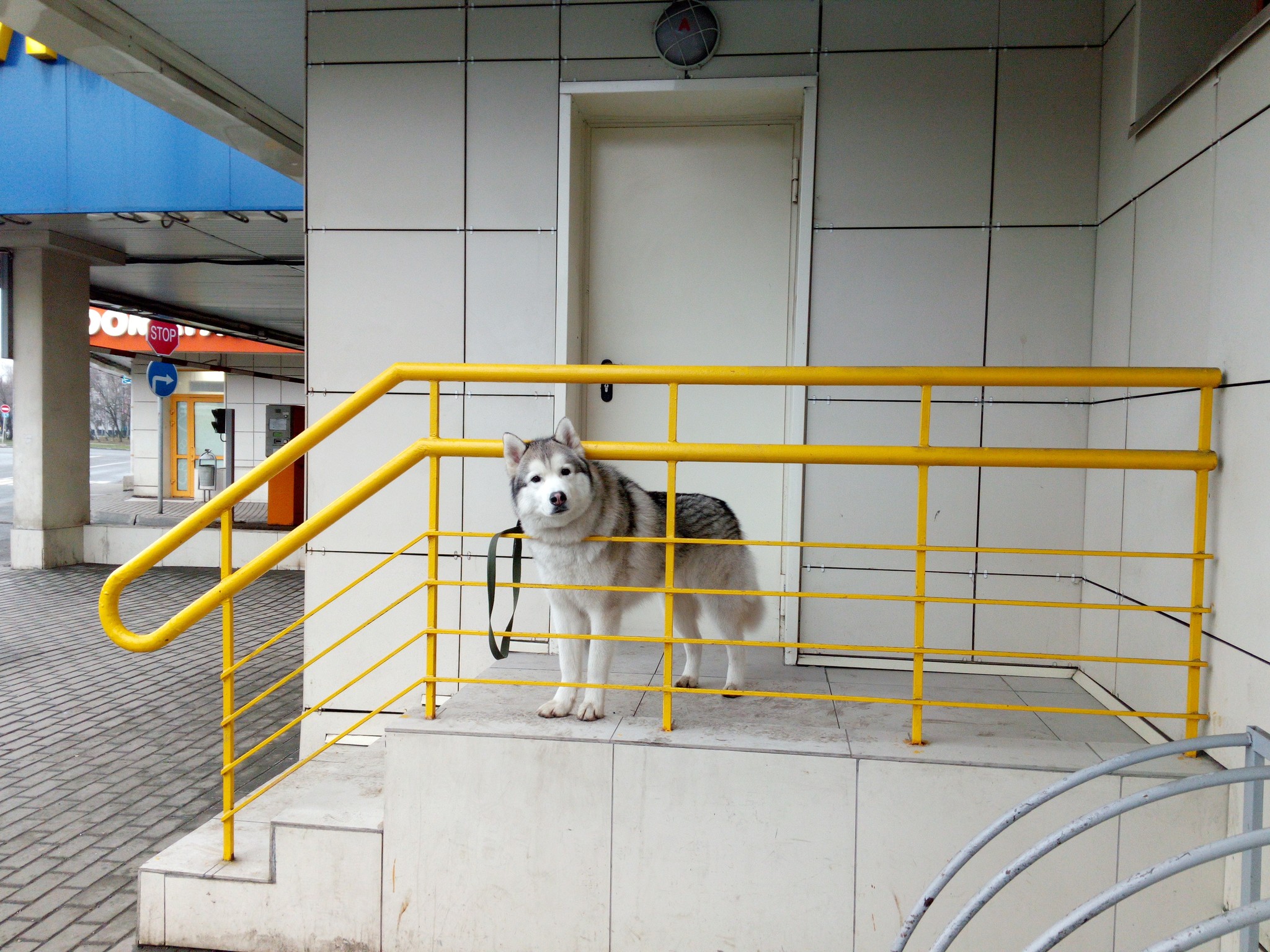 Observer - My, Dog, Alaskan Malamute, Curiosity, Strogino, The photo