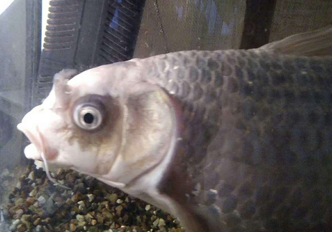 Continuation of the post “Pig in a poke or how I bought a “comet”” - My, Carp, Video, Longpost, Aquarium