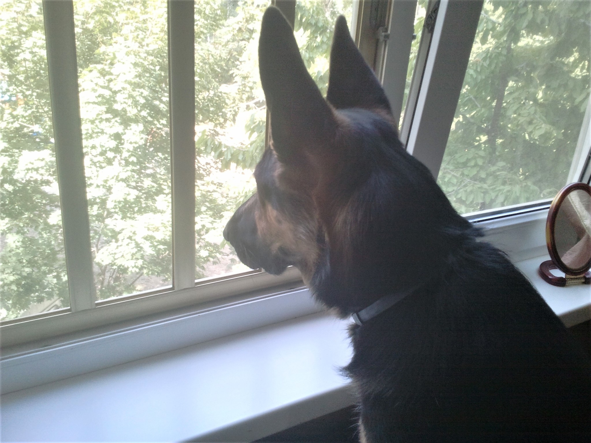 Curious Barabara. The girl in the window - My, Dog, German Shepherd, Yandex Zen, Longpost