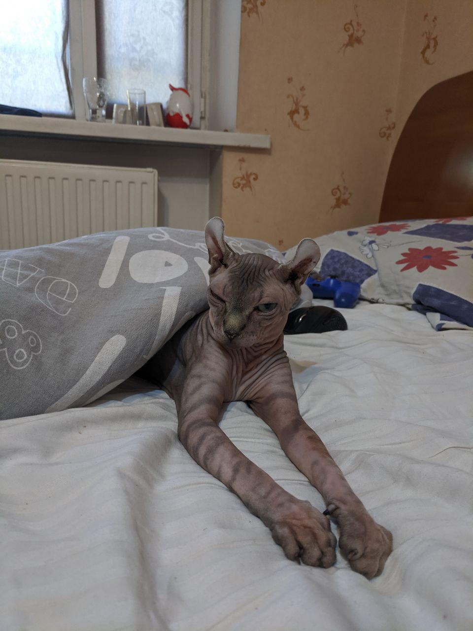 I hate hairless cats - My, cat, Canadian sphinx, Elves, Longpost