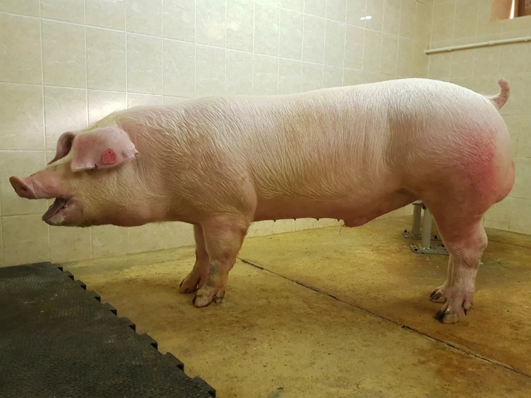 Industrial pig breeding in Russia - My, Pig, Pig, Food industry, Meat, Longpost