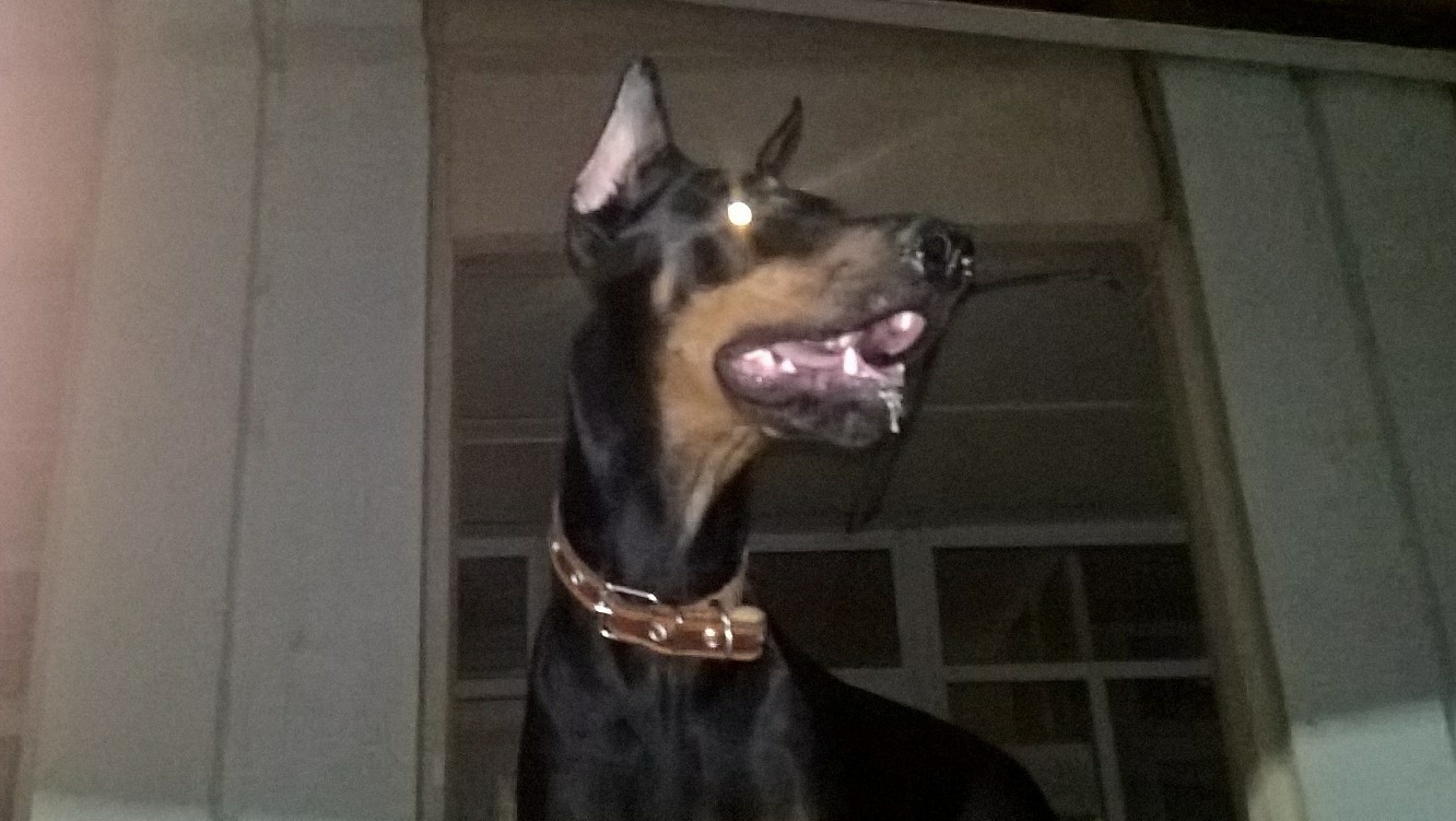 Meet Rogue von Black - My, Dog, Doberman, Tambov, Longpost