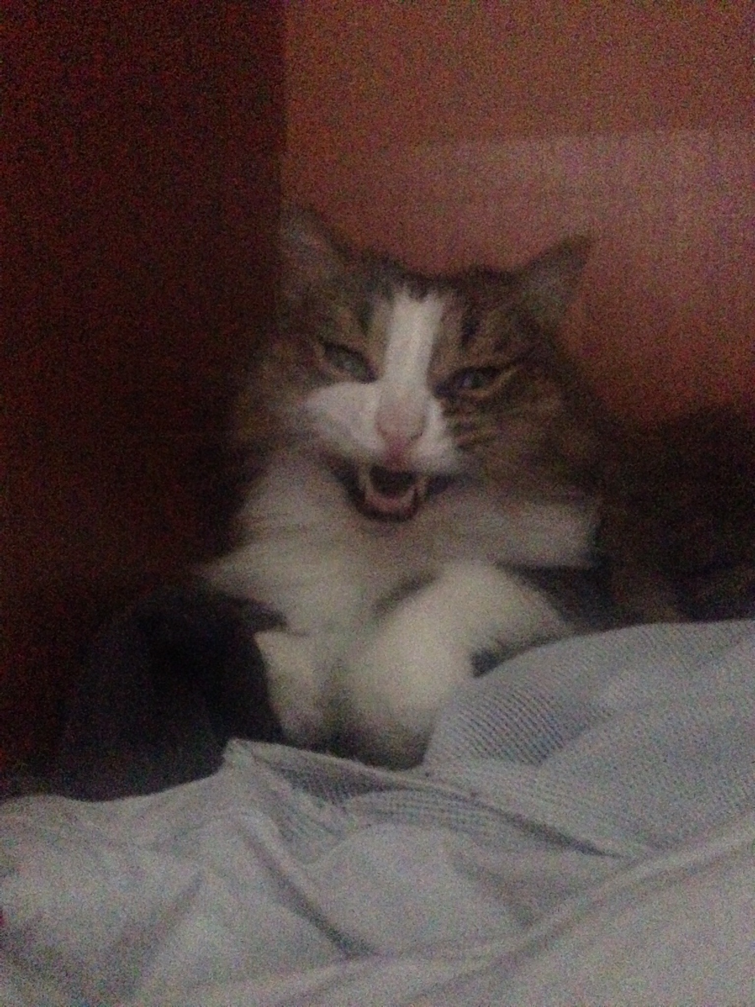 Yawning cats - My, cat, Pets, Longpost