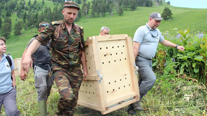 In Russia, for the first time in the world, the population of a rare predator is being restored - Leopard, Nature, Russia, Elementy ru, Longpost