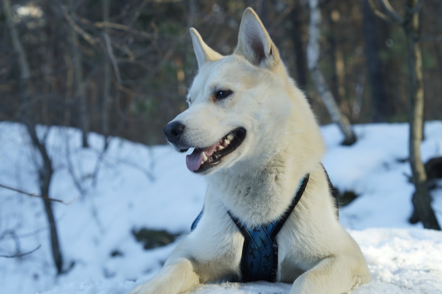 Smiling dog - My, Dog, Laika, The photo, Winter, Snow, Longpost