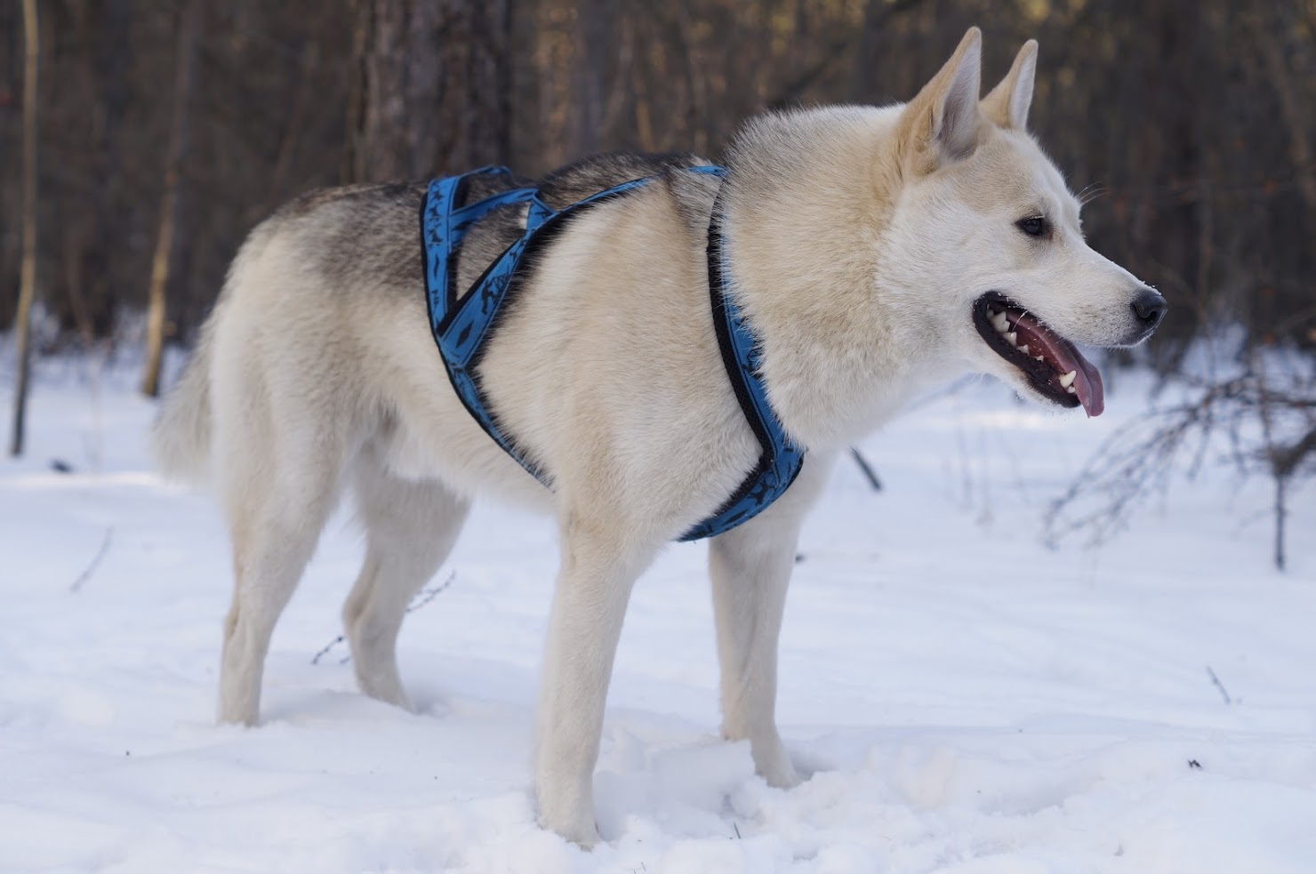 Smiling dog - My, Dog, Laika, The photo, Winter, Snow, Longpost