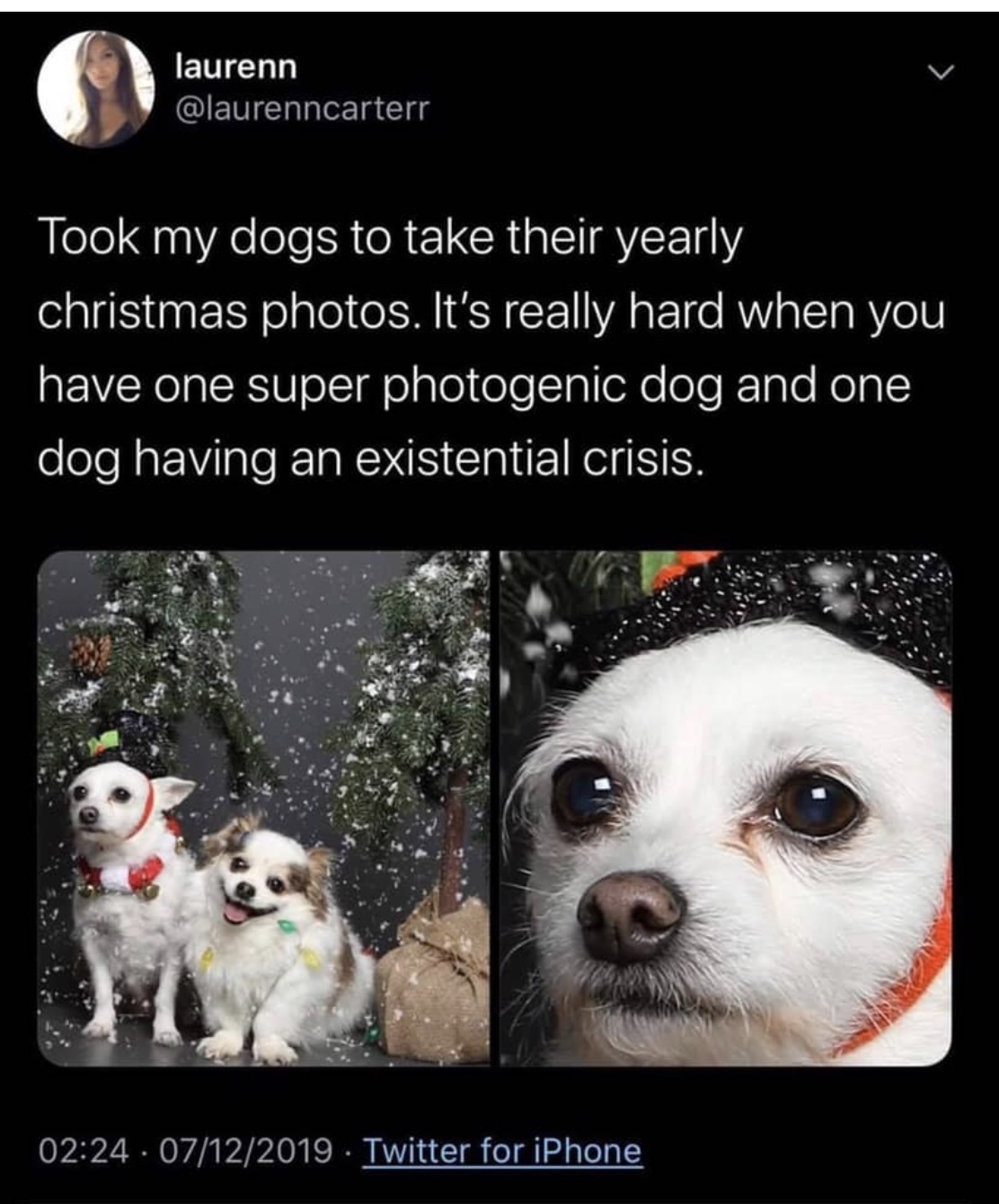 When you're a little dog - A crisis, Existential crisis, Dog, Christmas, Screenshot, Twitter