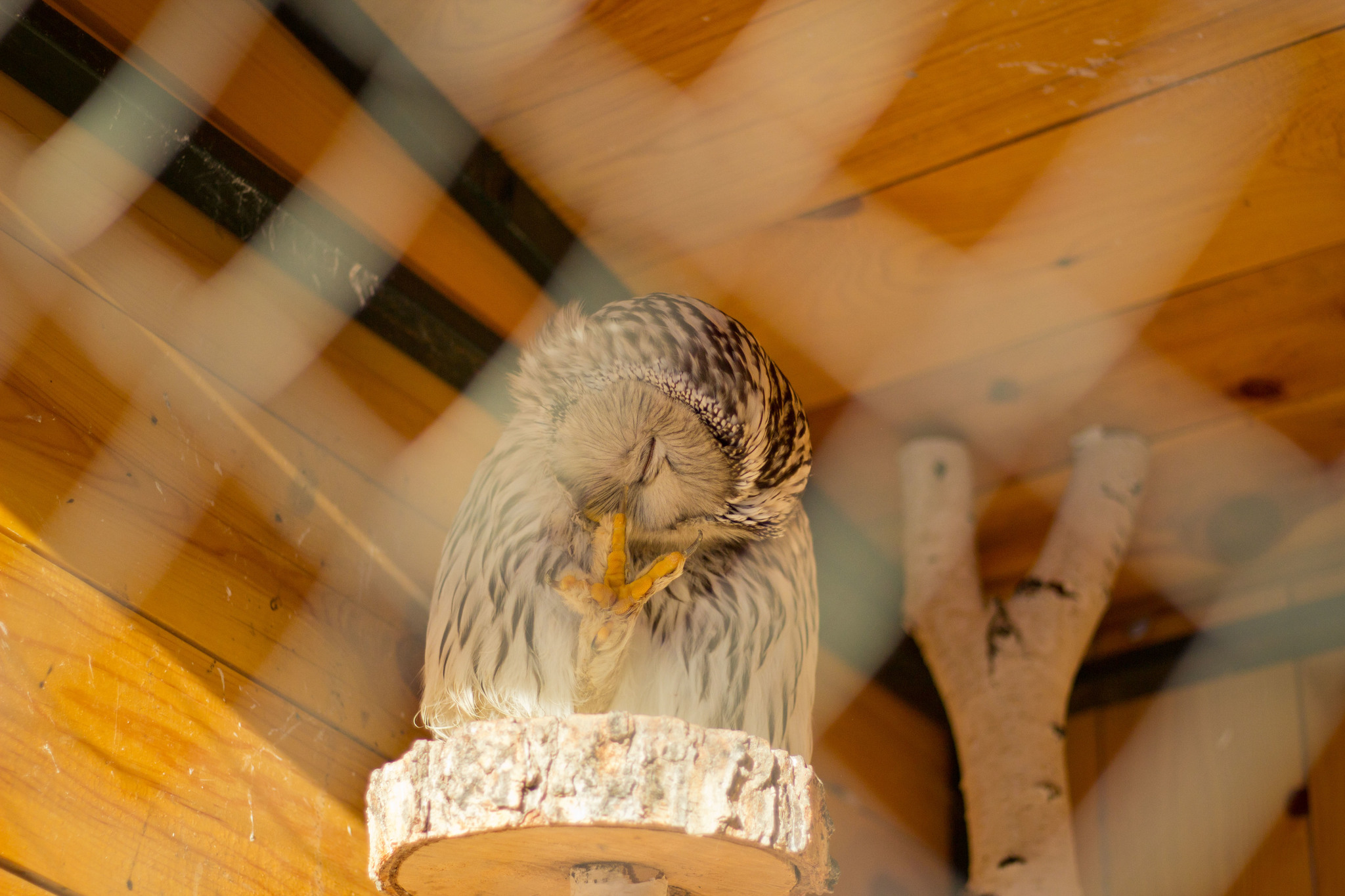 Owl scratching its paw - My, Owl, Paws, Zoo, Tawny owl, The photo, Longpost, Hoba