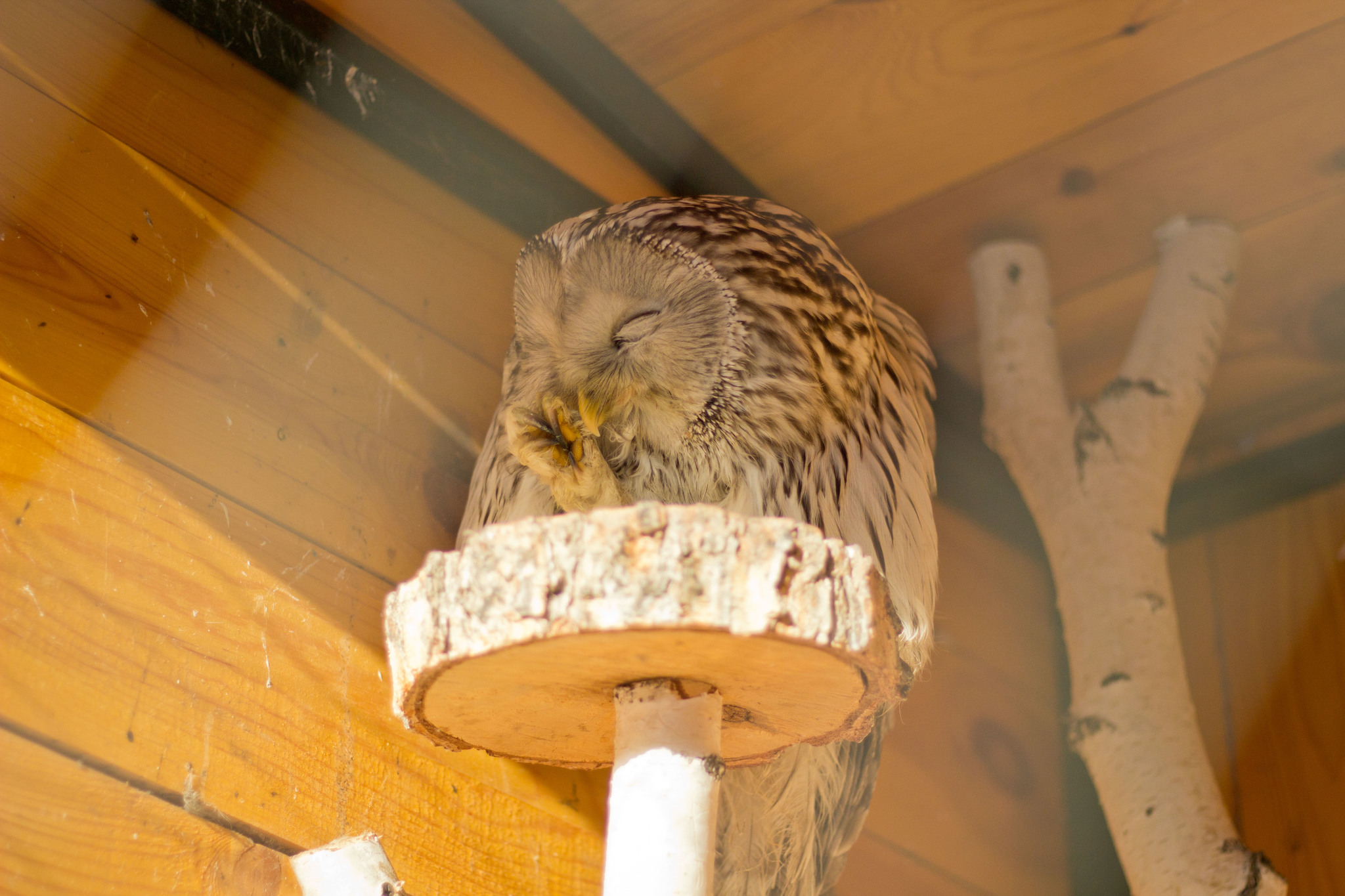 Owl scratching its paw - My, Owl, Paws, Zoo, Tawny owl, The photo, Longpost, Hoba