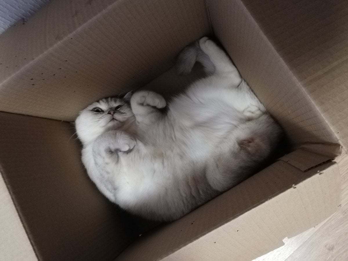 Cats are made for boxes, and boxes are made for cats. - cat, Box and cat, Longpost, Box, Pets