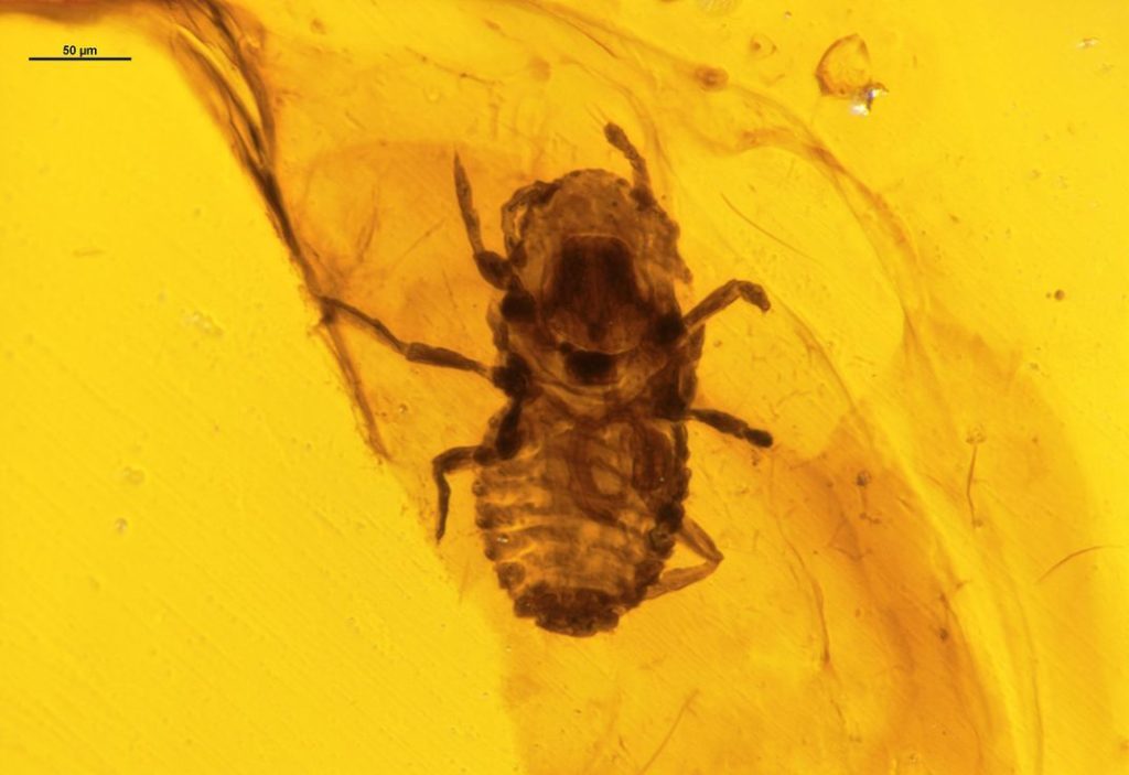 Ancient amber preserved dinosaur feathers along with lice - Paleontology, Find, Amber, Lice