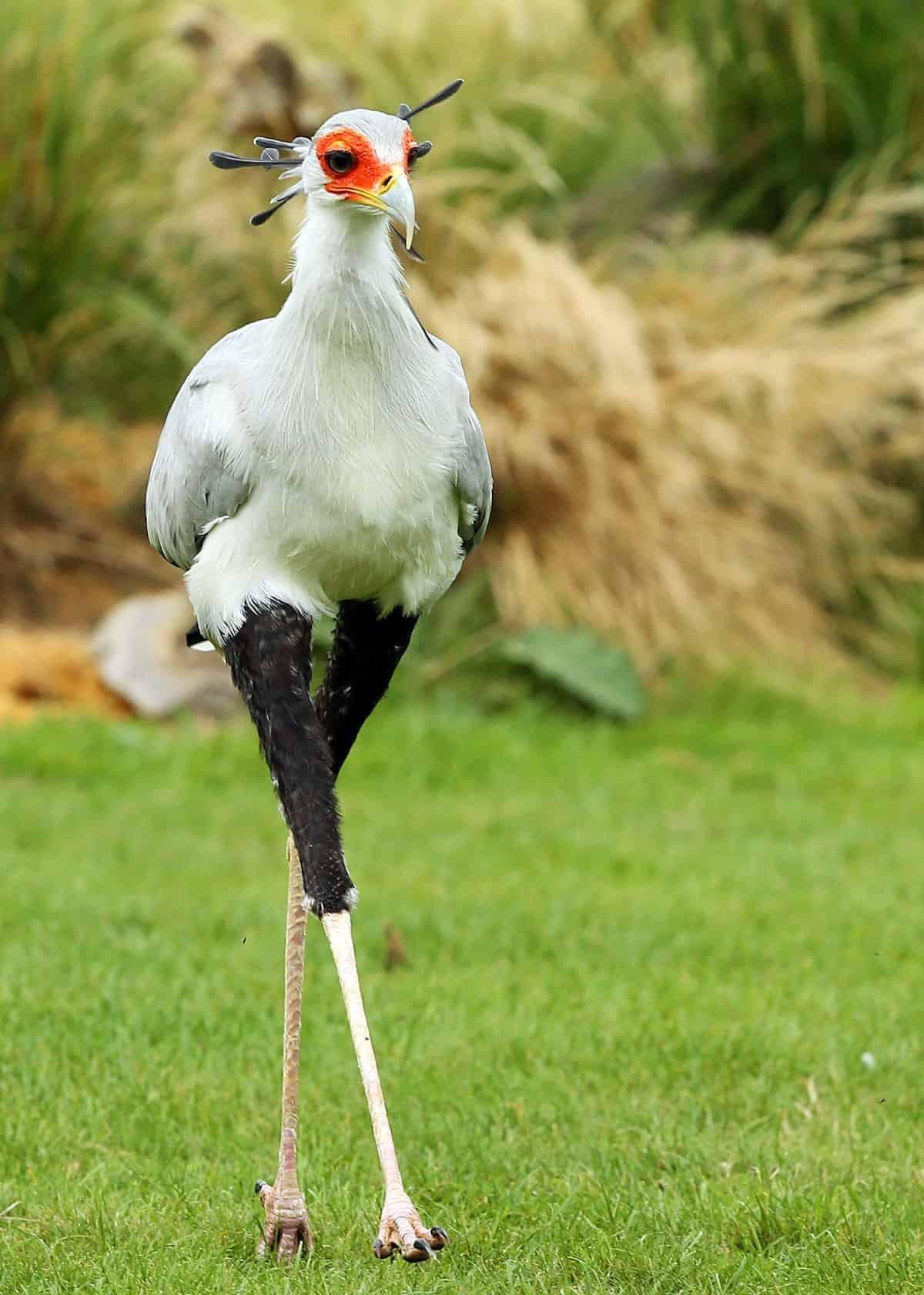 Bird Secretary - The photo, Birds, Secretary Bird